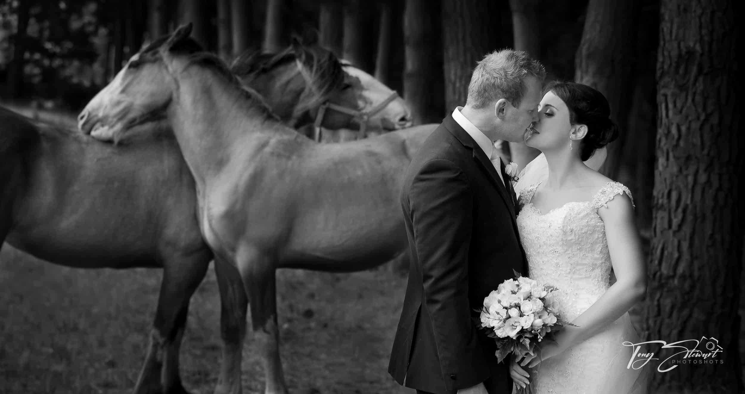 Couple kiss by two horses, Trents Vineyard, Canterbury.